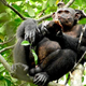 Imagen para el artículo titulado ¿Qué hace un chimpancé para comerse una tortuga? Aplastarla como si fuera un coco